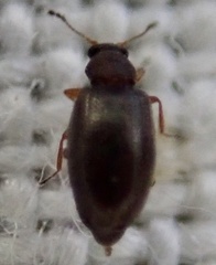 Corticariinae