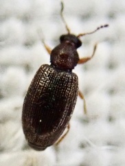 Corticariinae