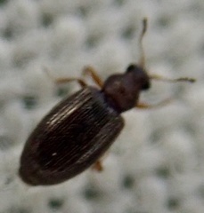 Corticariinae