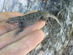 Sceloporus teapensis