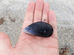 Mytilus planulatus