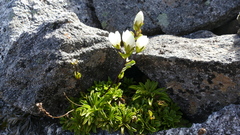 Gentianella decumbens