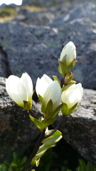 Gentianella decumbens