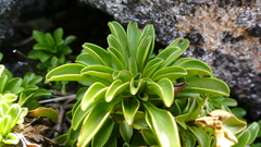 Gentianella decumbens