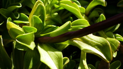 Gentianella decumbens