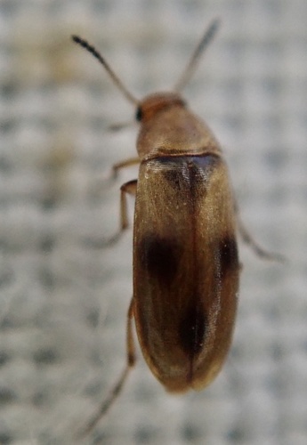 Anaspis maculata, photo 6 of 10