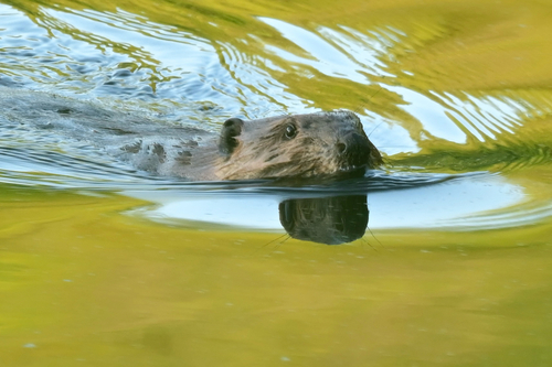 animal observation 3