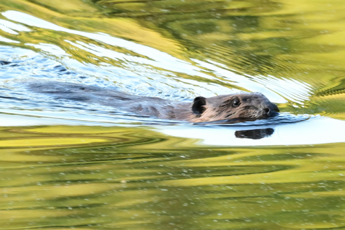 animal observation 2