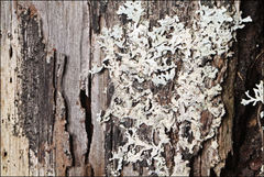 Hypogymnia subphysodes