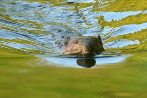 animal observation 4
