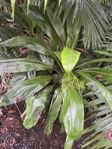 Cordyline manners-suttoniae, photograph 5