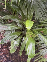 author not stated, no rights reserved Cordyline manners-suttoniae, photograph author not stated, no rights reserved