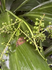 author not stated, no rights reserved Cordyline manners-suttoniae, photograph author not stated, no rights reserved