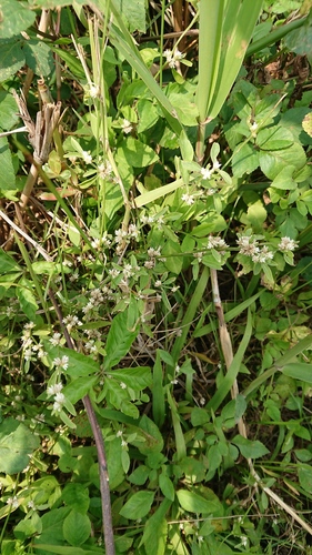 Sessile joyweed (Alternanthera sessilis)