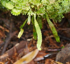 Notogrammitis billardierei