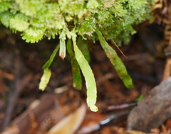 Notogrammitis billardierei