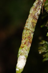 Notogrammitis billardierei