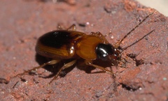 Stenolophus dissimilis