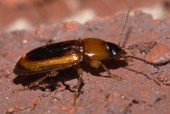 Stenolophus dissimilis