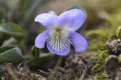 Viola riviniana