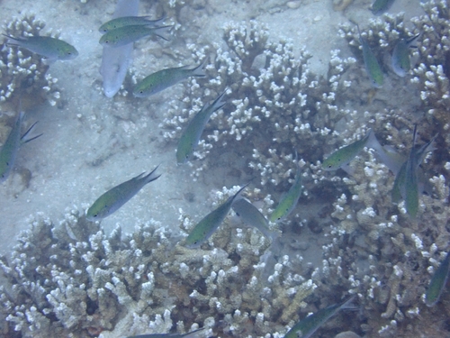 Neopomacentrus anabatoides observed 2026-05-15