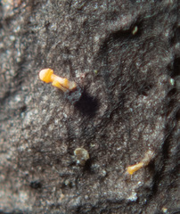 Eustilbum aureum