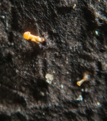 Eustilbum aureum