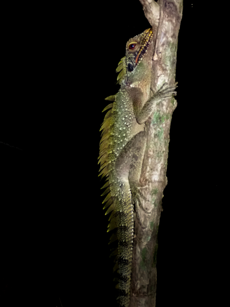 Crowned Forest Dragon (Lophosaurus dilophus)