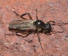 Bibio articulatus
