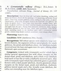 Prasophyllum reflexum