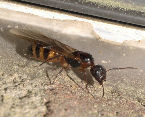 Bearded Carpenter ant