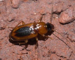 Stenolophus dissimilis