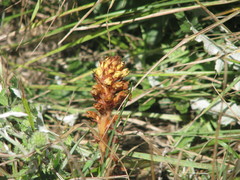 Orobanche ritro