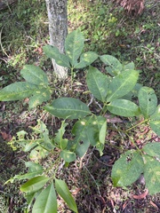 Melicope elleryana, photograph author not stated, no rights reserved