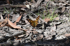 Heteronympha banksii