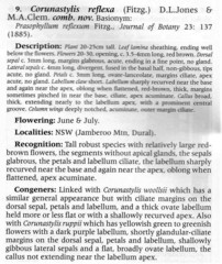 Prasophyllum reflexum