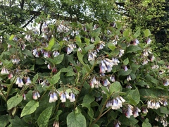 Symphytum × hidcotense