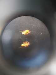 Thaumatomyia notata