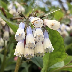 Symphytum × hidcotense