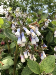 Symphytum × hidcotense