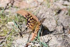Heteronympha paradelpha