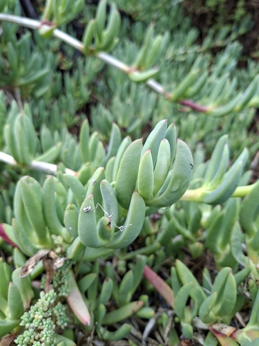 Carpobrotus virescens, photograph 2