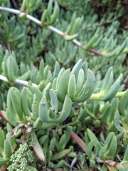 Carpobrotus virescens, photograph author not stated, no rights reserved