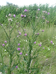 Cirsium alatum