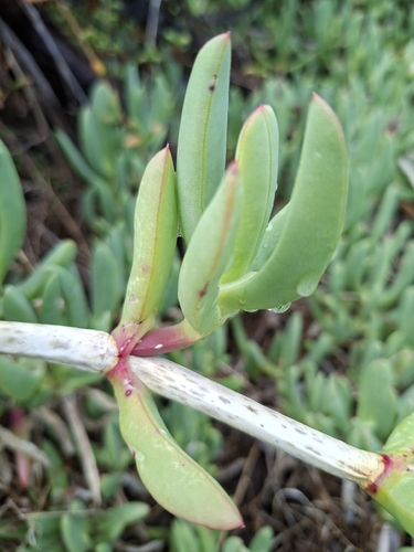Carpobrotus virescens, photograph 4