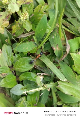 Arboreal Bicolored Slender Ant