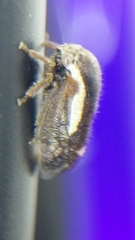 Ophiderma flavicephala