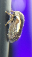 Ophiderma flavicephala