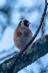 Carduelis carduelis