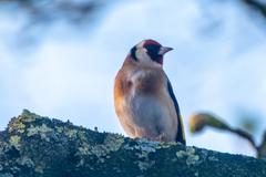 Carduelis carduelis
